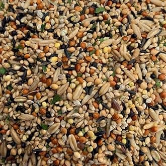 Daily Seed Blend with Grains, Nuts and Advance Nutrition for Finch Sparrow Canaray Java, Dove 475 g